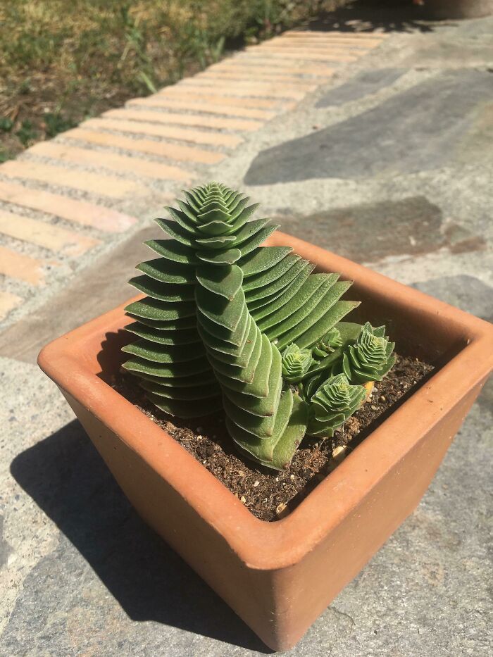 50 exemplos da belíssima simetria geometria da natureza 25