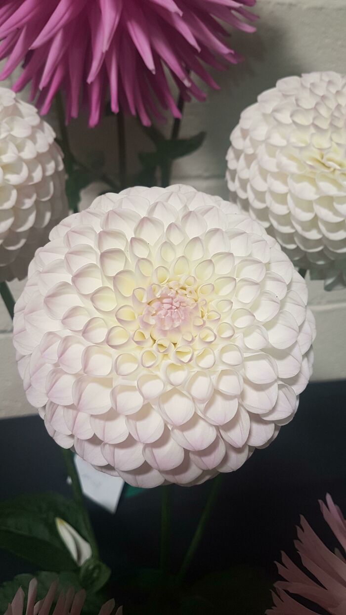 50 exemplos da belíssima simetria geometria da natureza 27