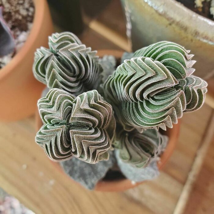 50 exemplos da belíssima simetria geometria da natureza 32