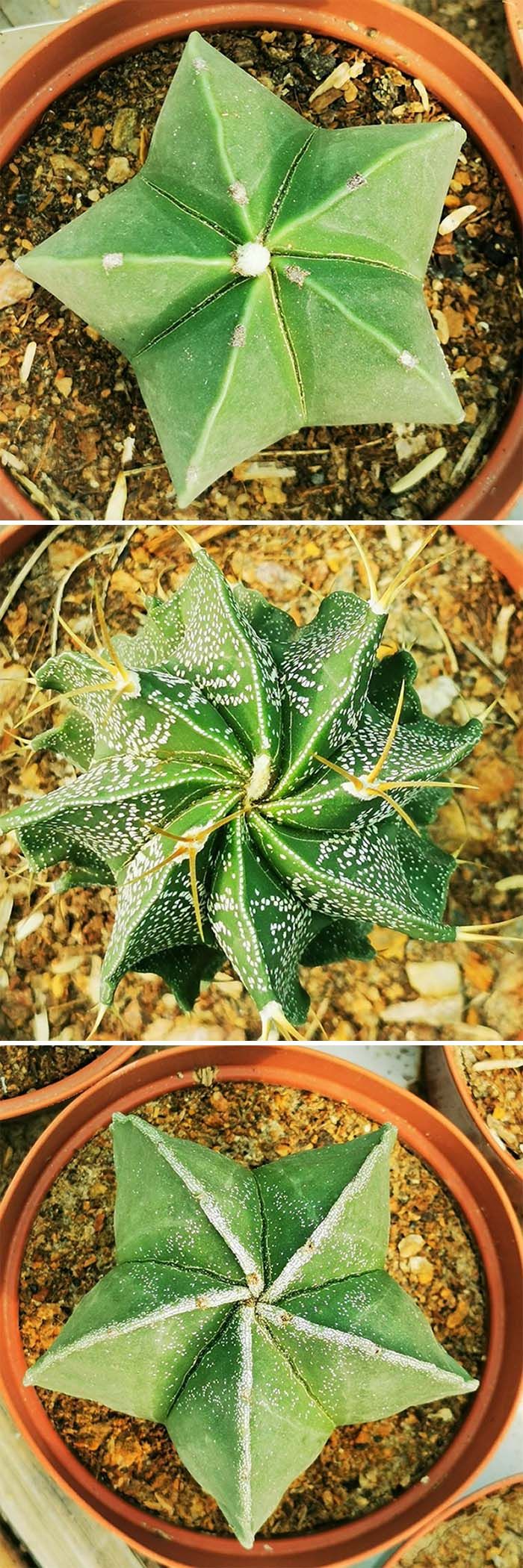 50 exemplos da belíssima simetria geometria da natureza 37