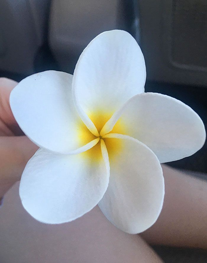 50 exemplos da belíssima simetria geometria da natureza 43