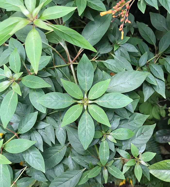 50 exemplos da belíssima simetria geometria da natureza 45