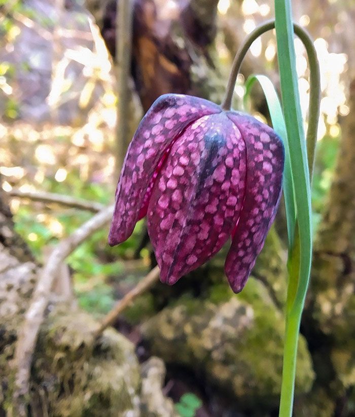 50 exemplos da belíssima simetria geometria da natureza 50