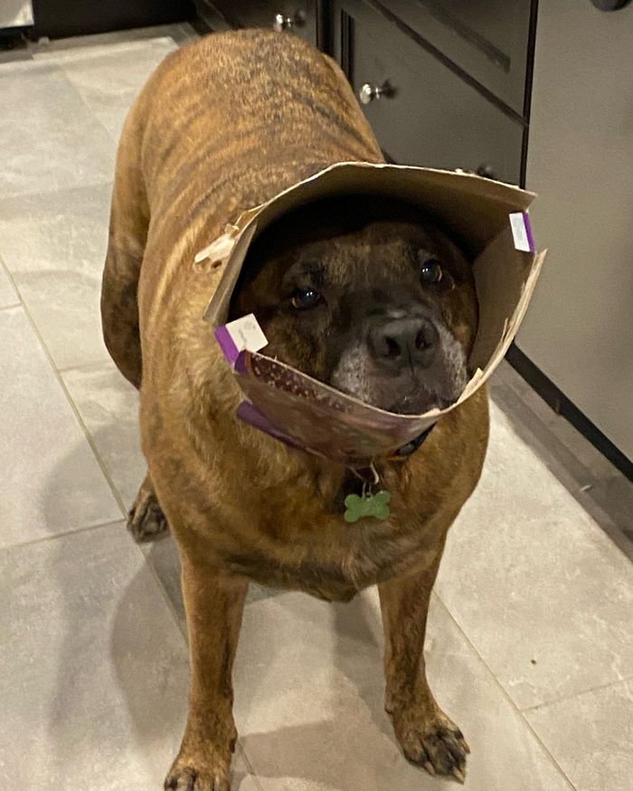 15 fotos de animais que é impossíveis de olhar sem sorrir 3