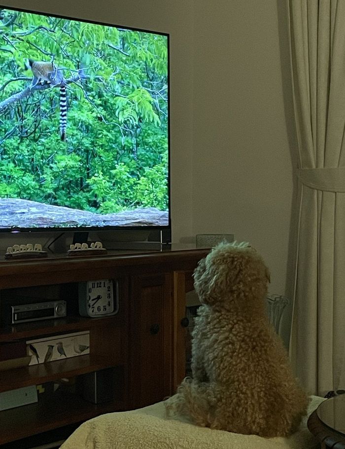 15 fotos de animais que é impossíveis de olhar sem sorrir 4