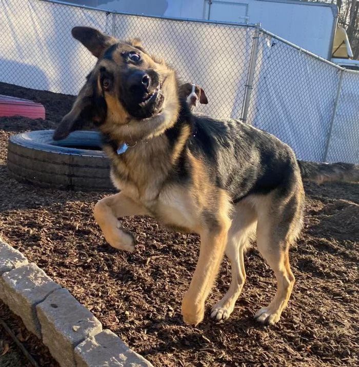 15 fotos de animais que é impossíveis de olhar sem sorrir 5