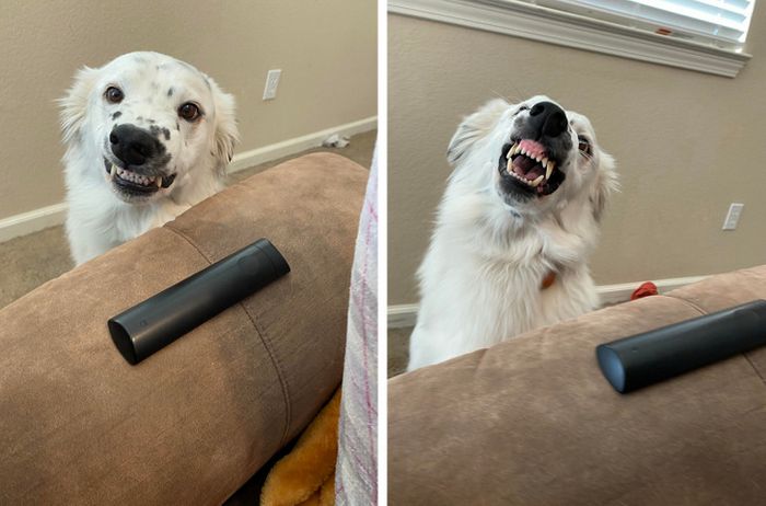 15 fotos de animais que é impossíveis de olhar sem sorrir 6