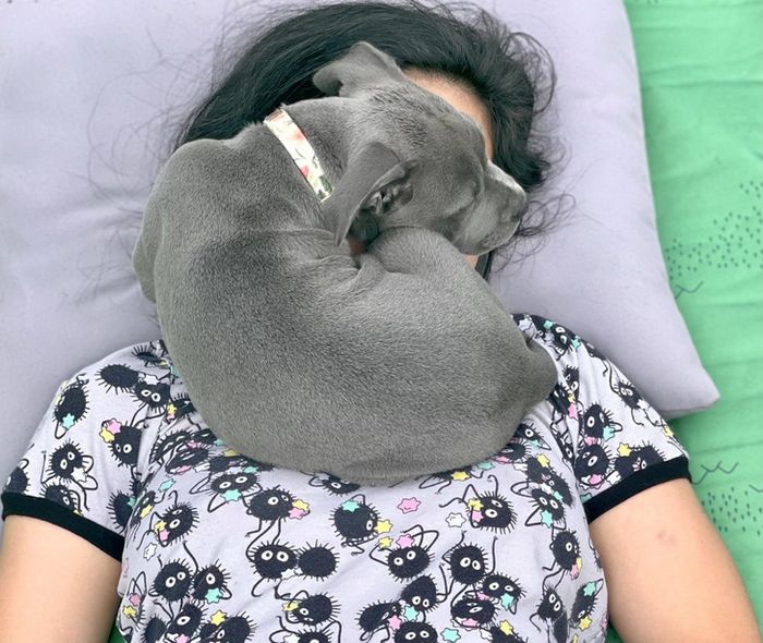 15 fotos de animais que é impossíveis de olhar sem sorrir 11