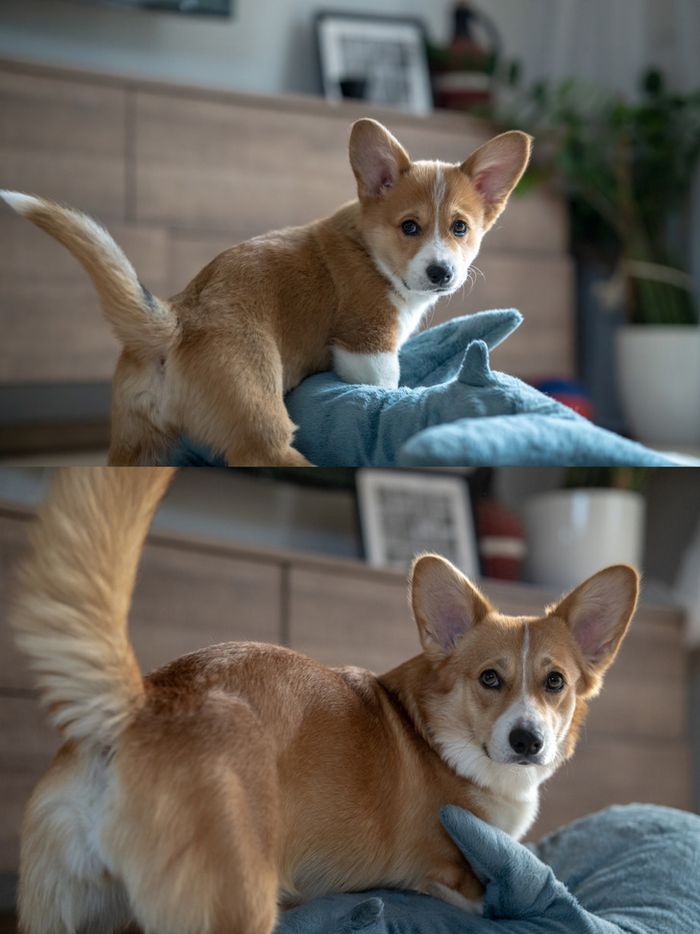 15 fotos de animais que é impossíveis de olhar sem sorrir 13