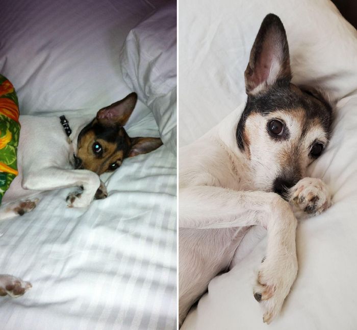 15 fotos de animais que é impossíveis de olhar sem sorrir 14