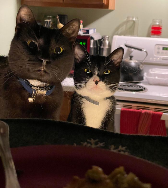 15 fotos de animais que é impossíveis de olhar sem sorrir 15