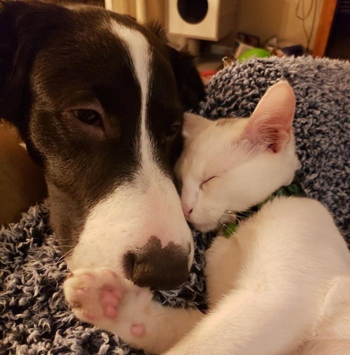 20 fotos que traduzem o amor em sua forma mais genuína 9