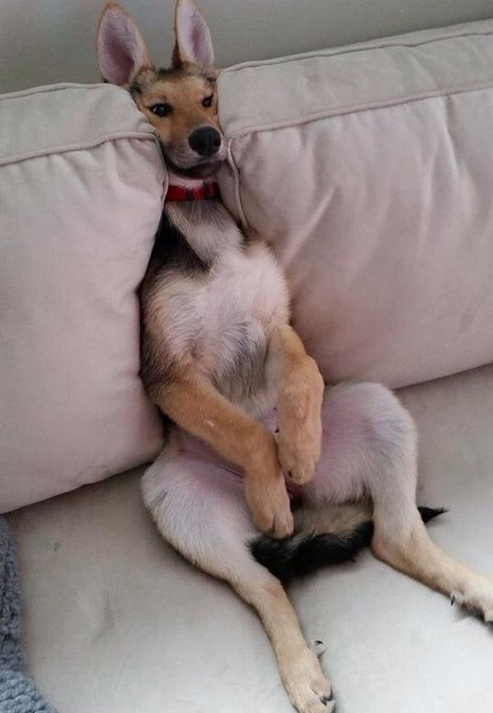 20 fotos que vão aquecer até o coração mais frio 10