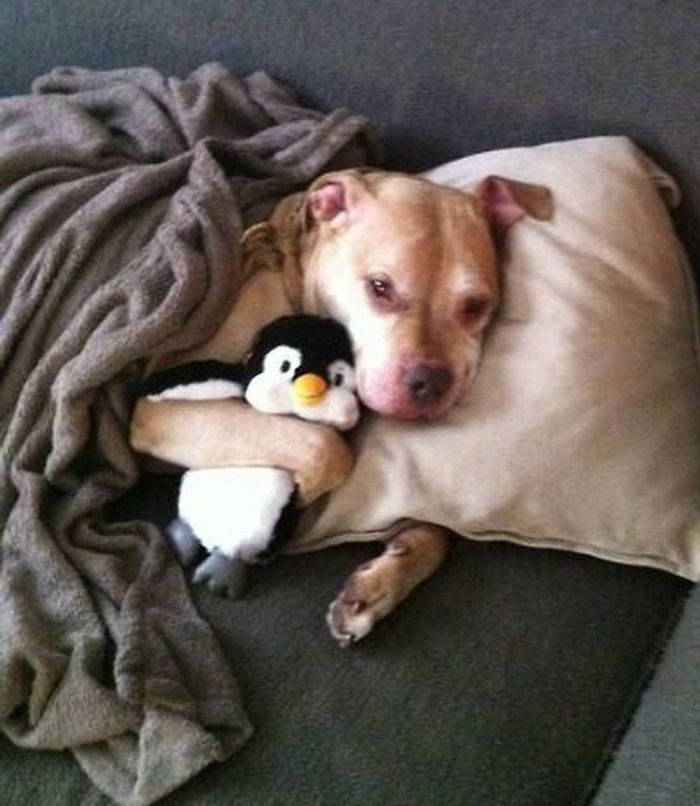 20 fotos que vão aquecer até o coração mais frio 16