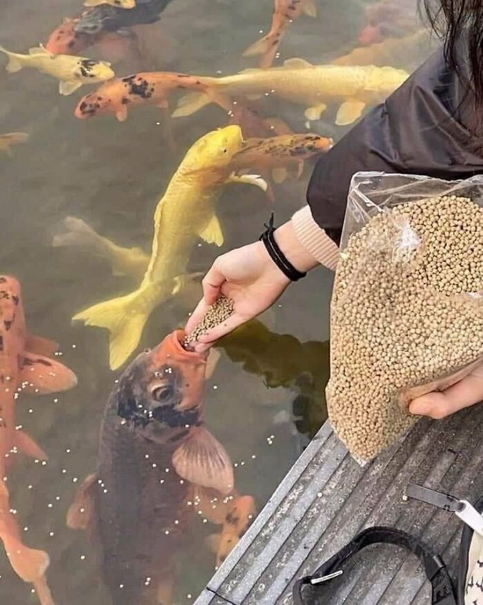 Humanos fazendo coisas humanas (45 Fotos) 29