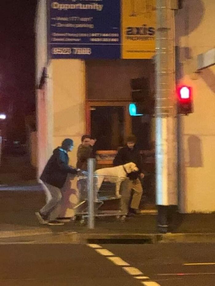 Humanos fazendo coisas humanas (45 Fotos) 33