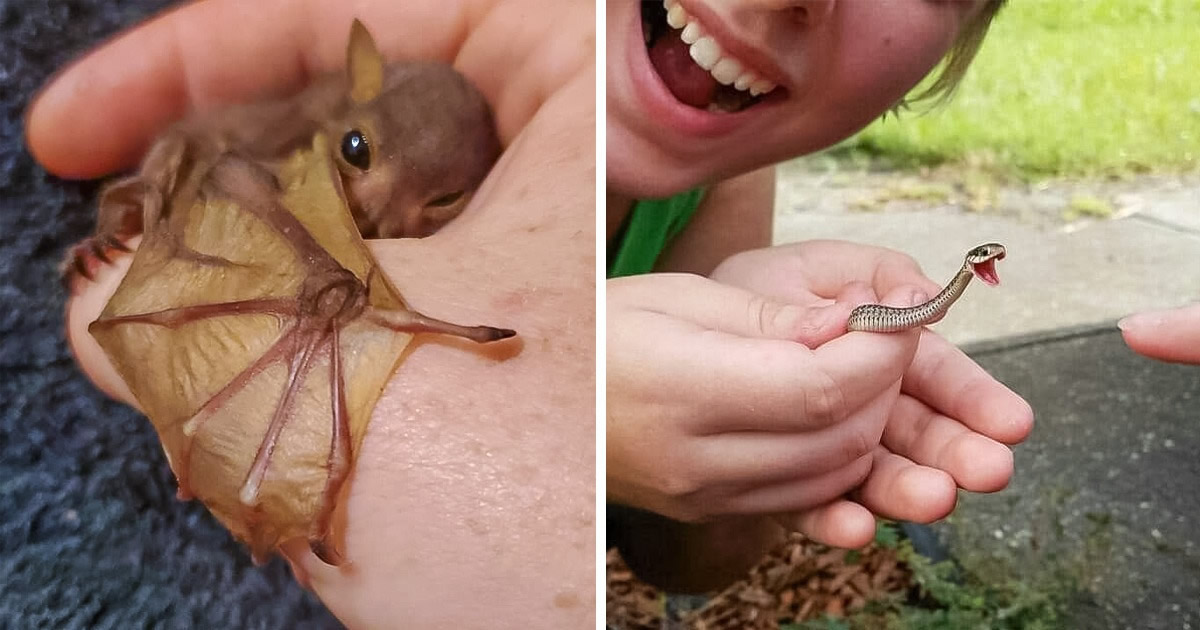 25 pequenos animais que são tão charmosos quanto pequenos