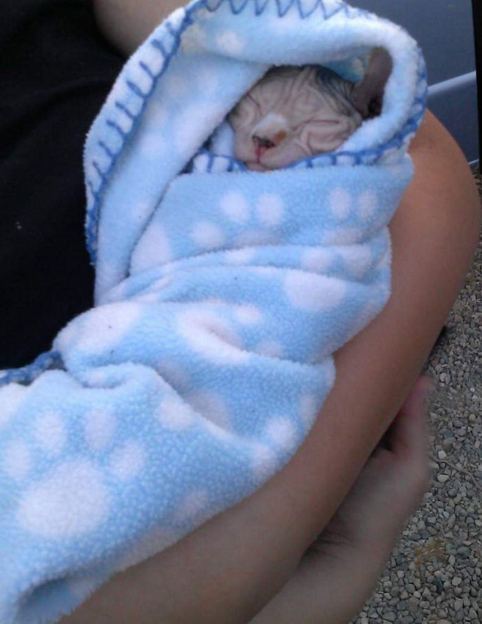 18 vínculos entre humanos e animais de estimação que aumentarão sua dose diária de serotonina 2