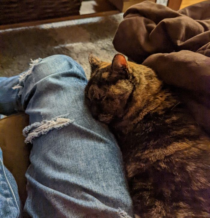 18 vínculos entre humanos e animais de estimação que aumentarão sua dose diária de serotonina 10