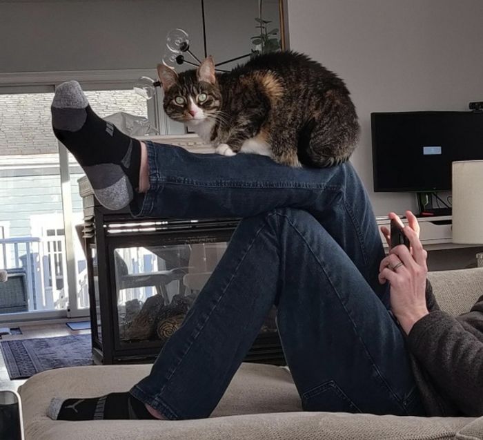 18 vínculos entre humanos e animais de estimação que aumentarão sua dose diária de serotonina 12