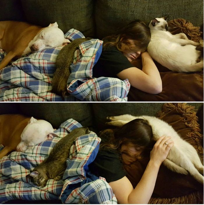 18 vínculos entre humanos e animais de estimação que aumentarão sua dose diária de serotonina 18