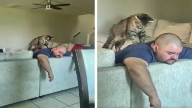 18 vínculos entre humanos e animais de estimação que aumentarão sua dose diária de serotonina 10