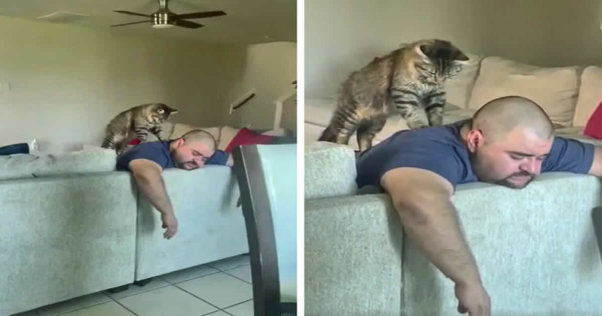 18 vínculos entre humanos e animais de estimação que aumentarão sua dose diária de serotonina