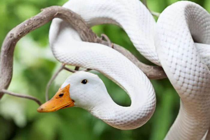 40 animais híbridos criados pelas pessoas da internet 2