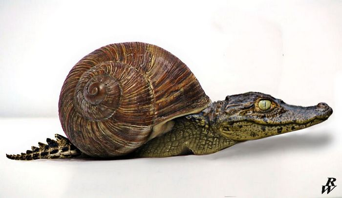 40 animais híbridos criados pelas pessoas da internet 3