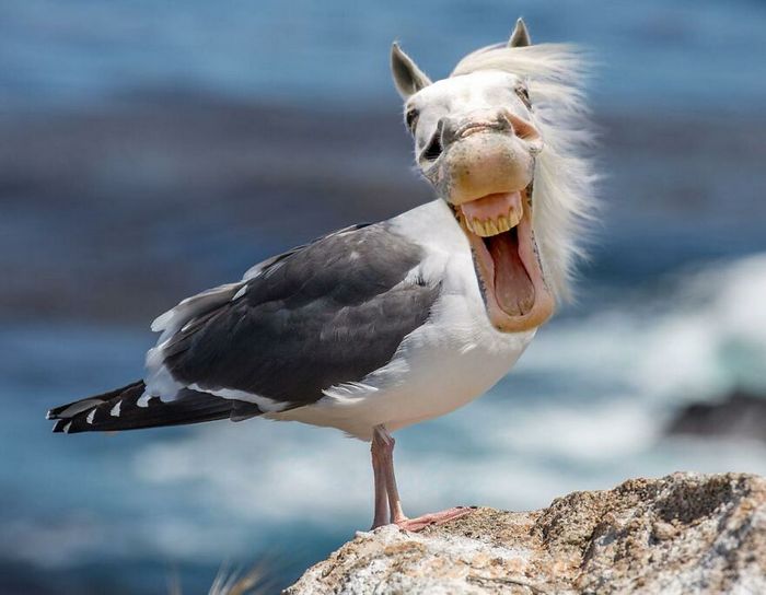 40 animais híbridos criados pelas pessoas da internet 10