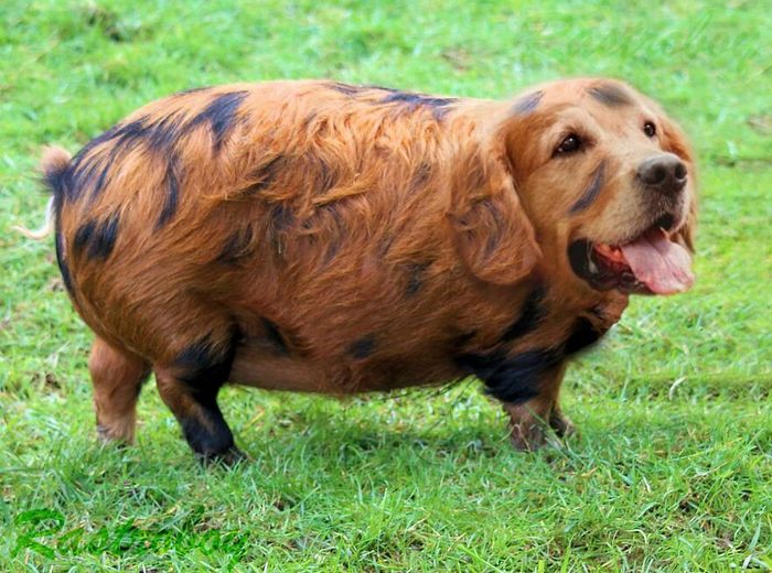 40 animais híbridos criados pelas pessoas da internet 11