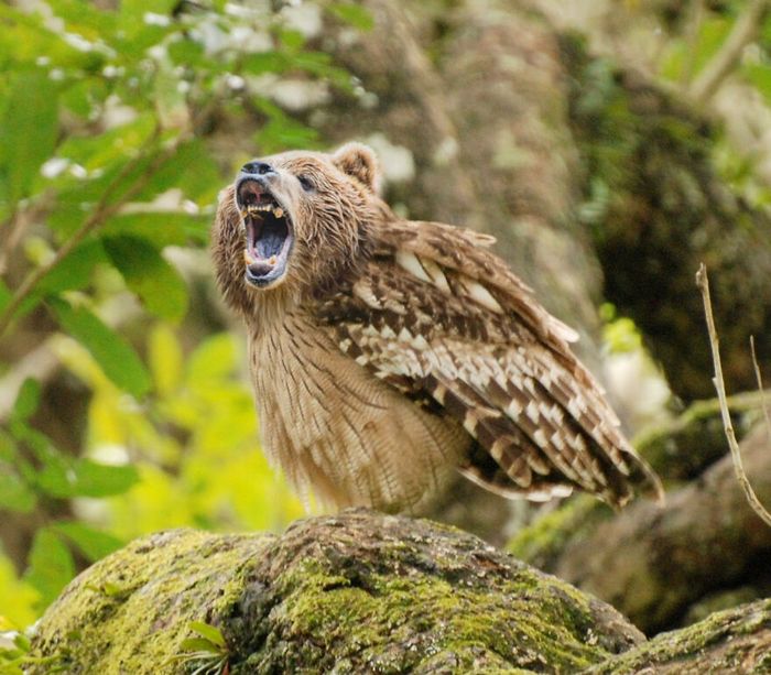 40 animais híbridos criados pelas pessoas da internet 12