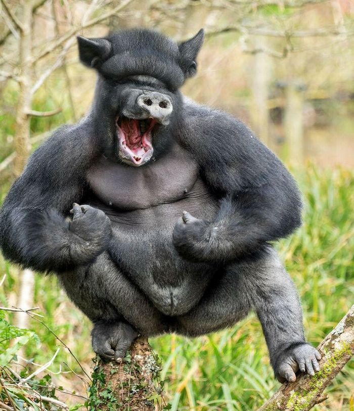 40 animais híbridos criados pelas pessoas da internet 13