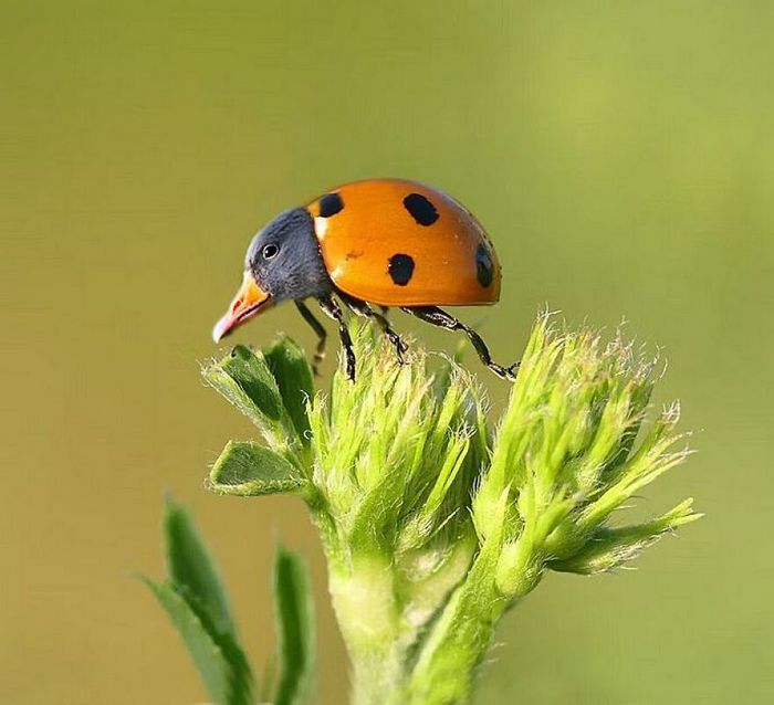 40 animais híbridos criados pelas pessoas da internet 14