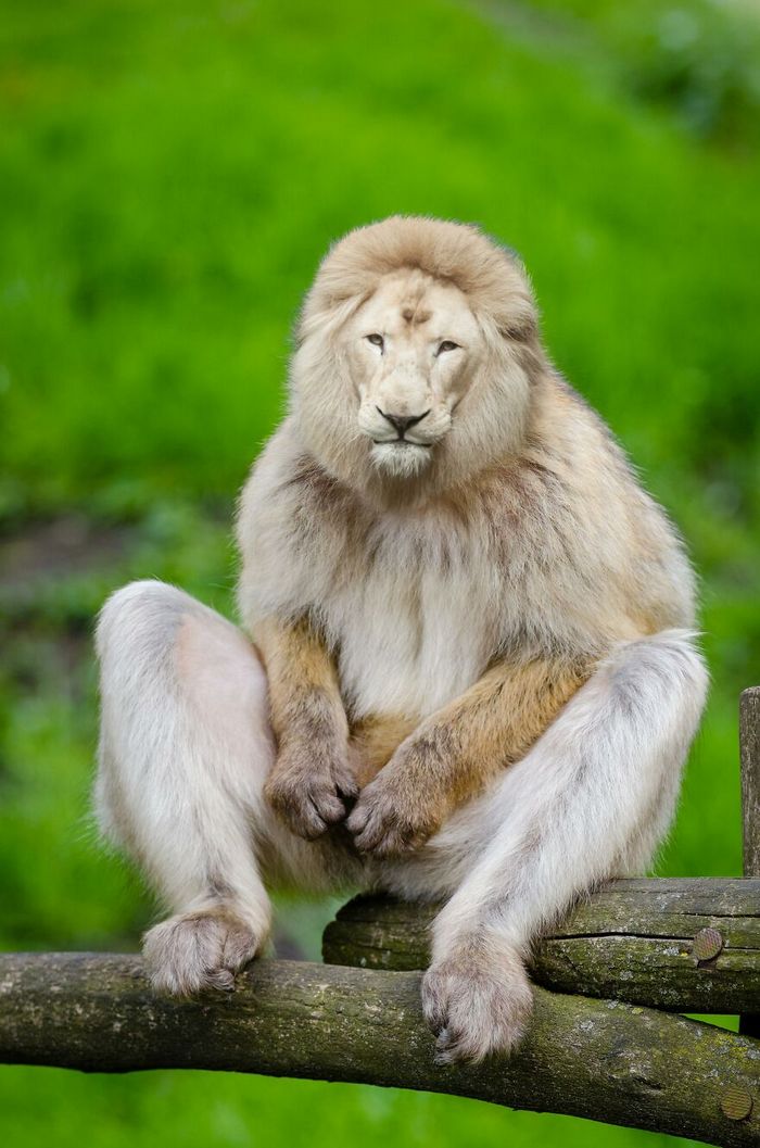 40 animais híbridos criados pelas pessoas da internet 16