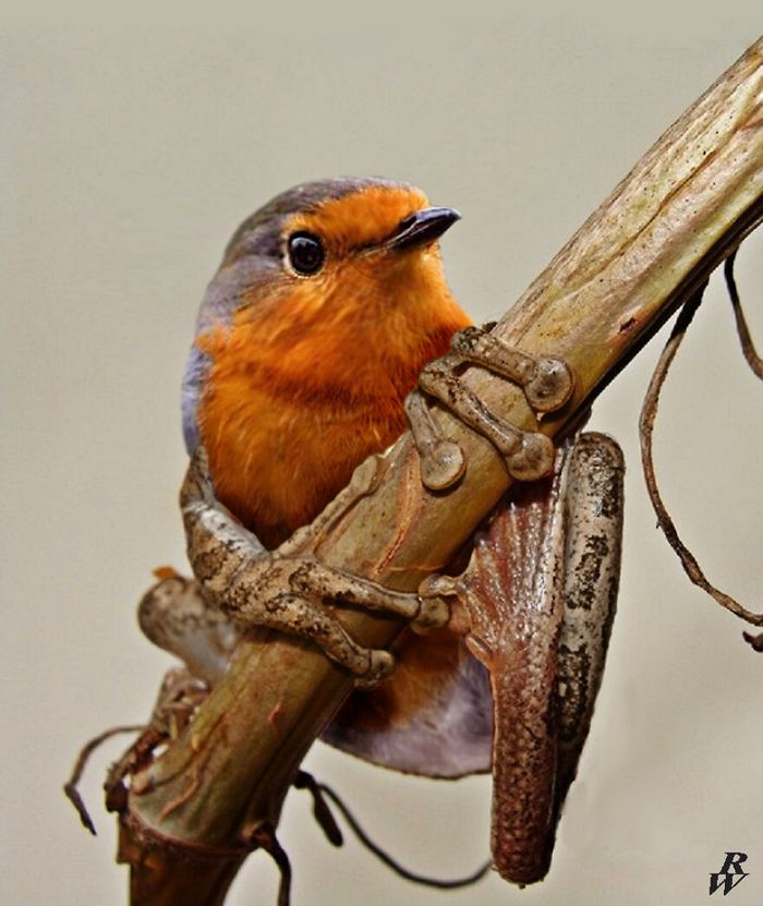 40 animais híbridos criados pelas pessoas da internet 18