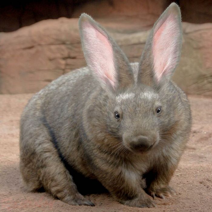 40 animais híbridos criados pelas pessoas da internet 21