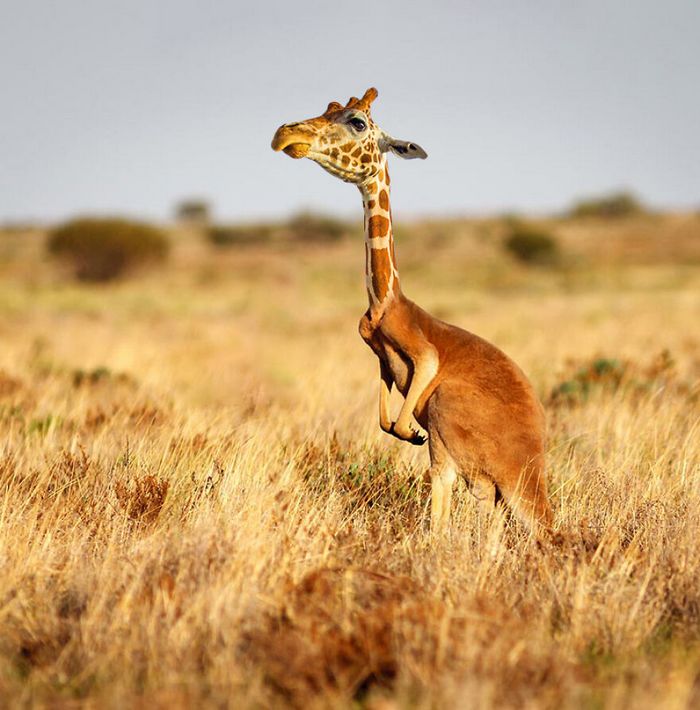 40 animais híbridos criados pelas pessoas da internet 23