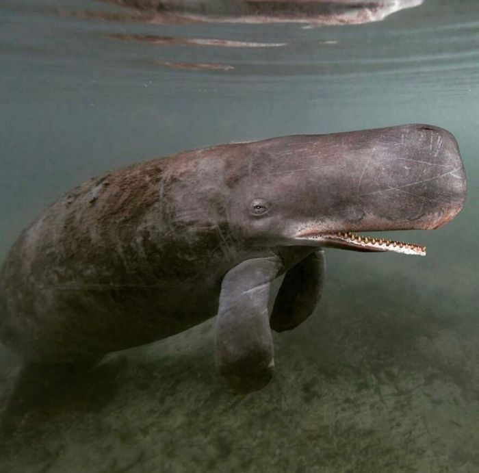 40 animais híbridos criados pelas pessoas da internet 24