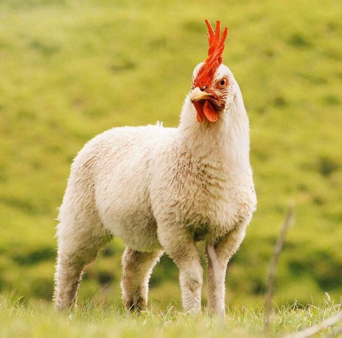 40 animais híbridos criados pelas pessoas da internet 26