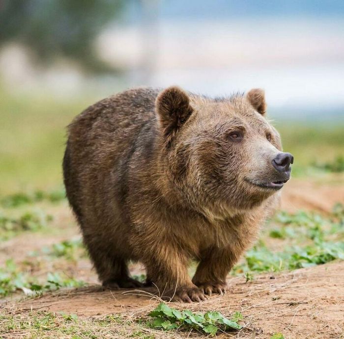 40 animais híbridos criados pelas pessoas da internet 27