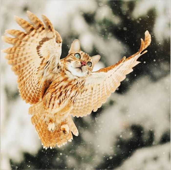 40 animais híbridos criados pelas pessoas da internet 28