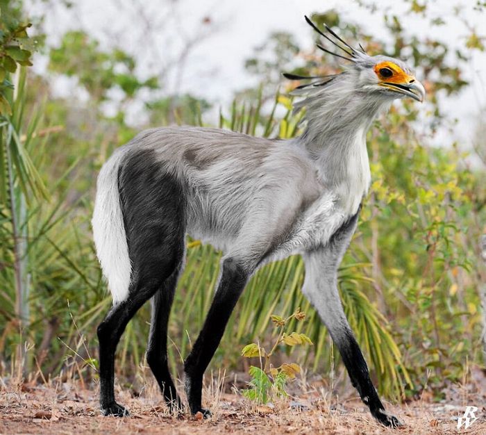 40 animais híbridos criados pelas pessoas da internet 32