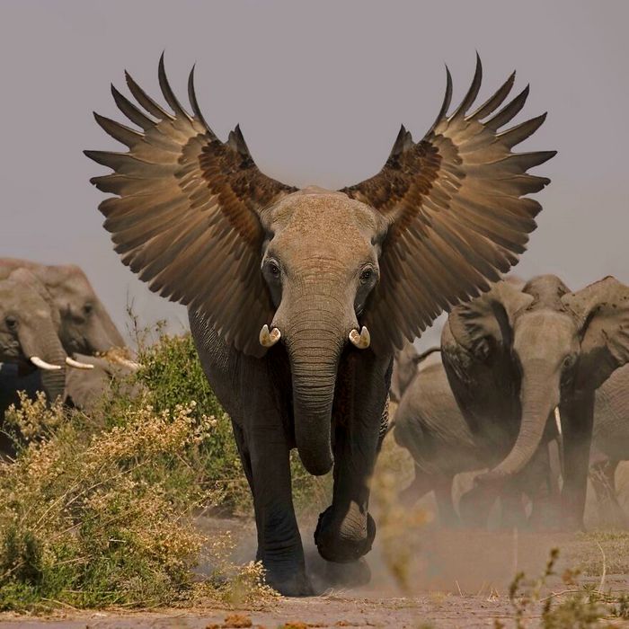 40 animais híbridos criados pelas pessoas da internet 34