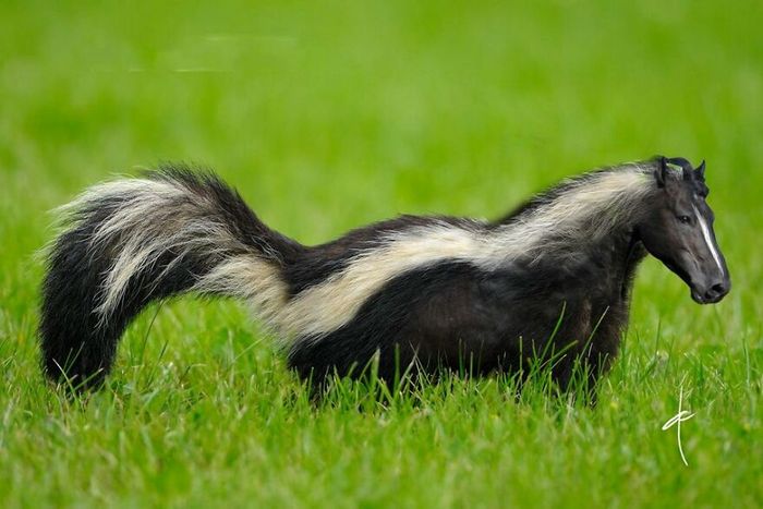 40 animais híbridos criados pelas pessoas da internet 35