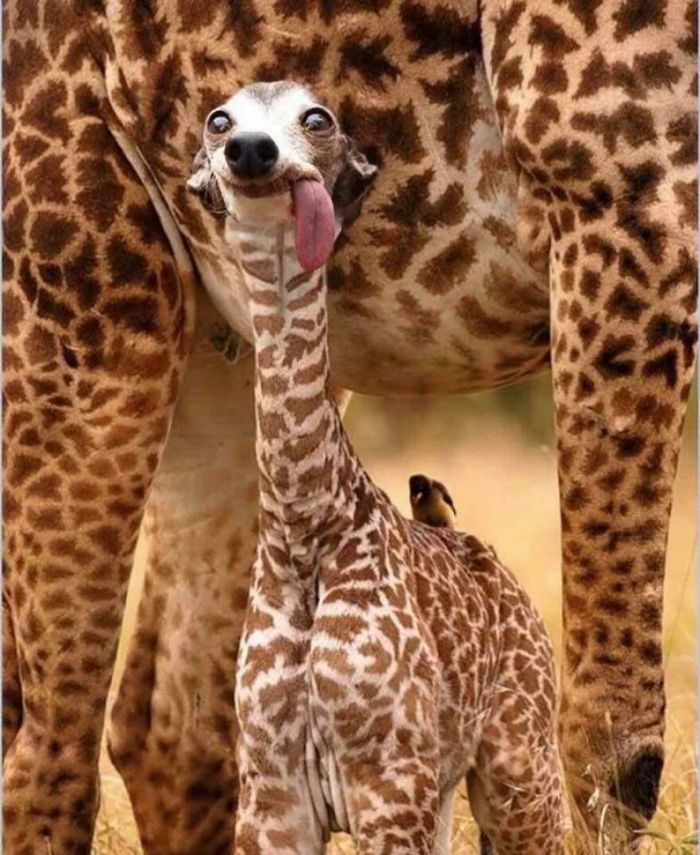 40 animais híbridos criados pelas pessoas da internet 37