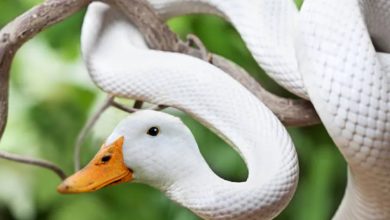 40 animais híbridos criados pelas pessoas da internet 6