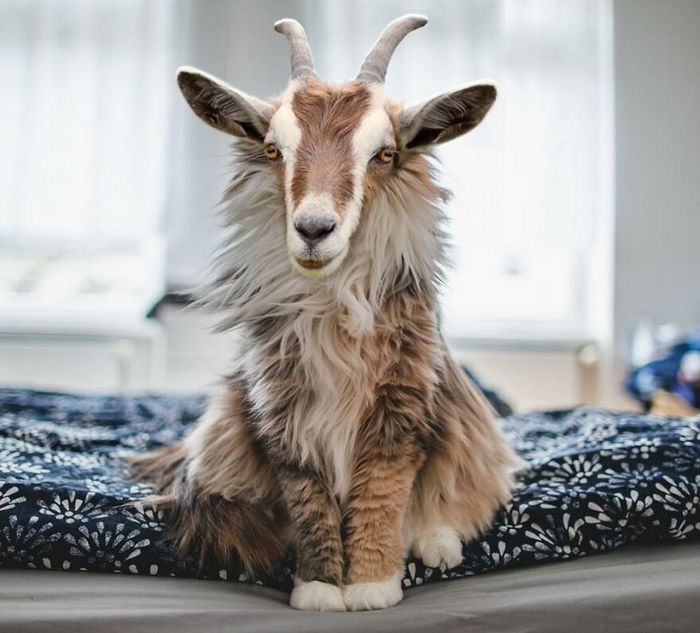 40 animais híbridos criados pelas pessoas da internet 40