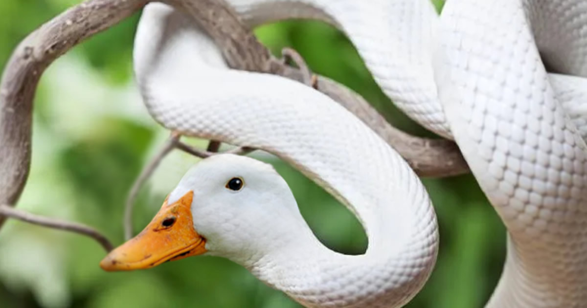 40 animais híbridos criados pelas pessoas da internet
