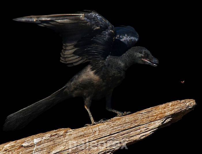 Artista mostra como esses animais extintos poderiam ser na vida real em suas 30 ilustrações 13